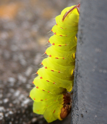 [The round areas with little hairs against the pole are probably the feet. At the top end (toward the sky) is the browsn x shape. At the lower end is a brown something which could be a mouth of sorts. The red dots with their single hairs protruding from them seem to go around the top part of each section of the caterpillar.]